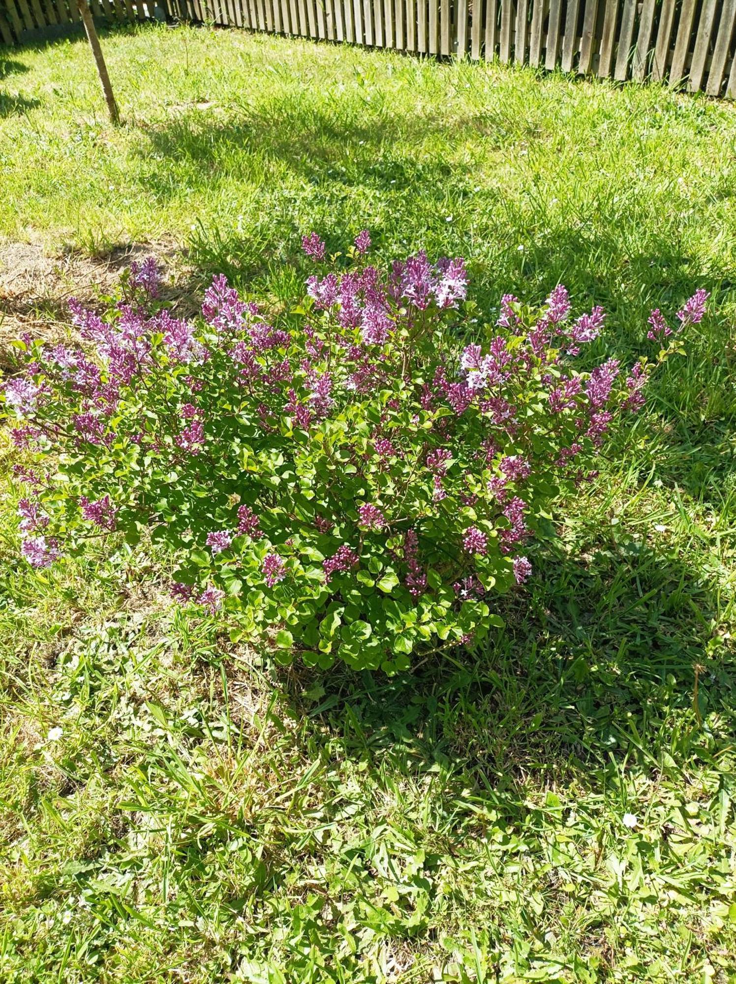 De La Muse Centre - Jardin